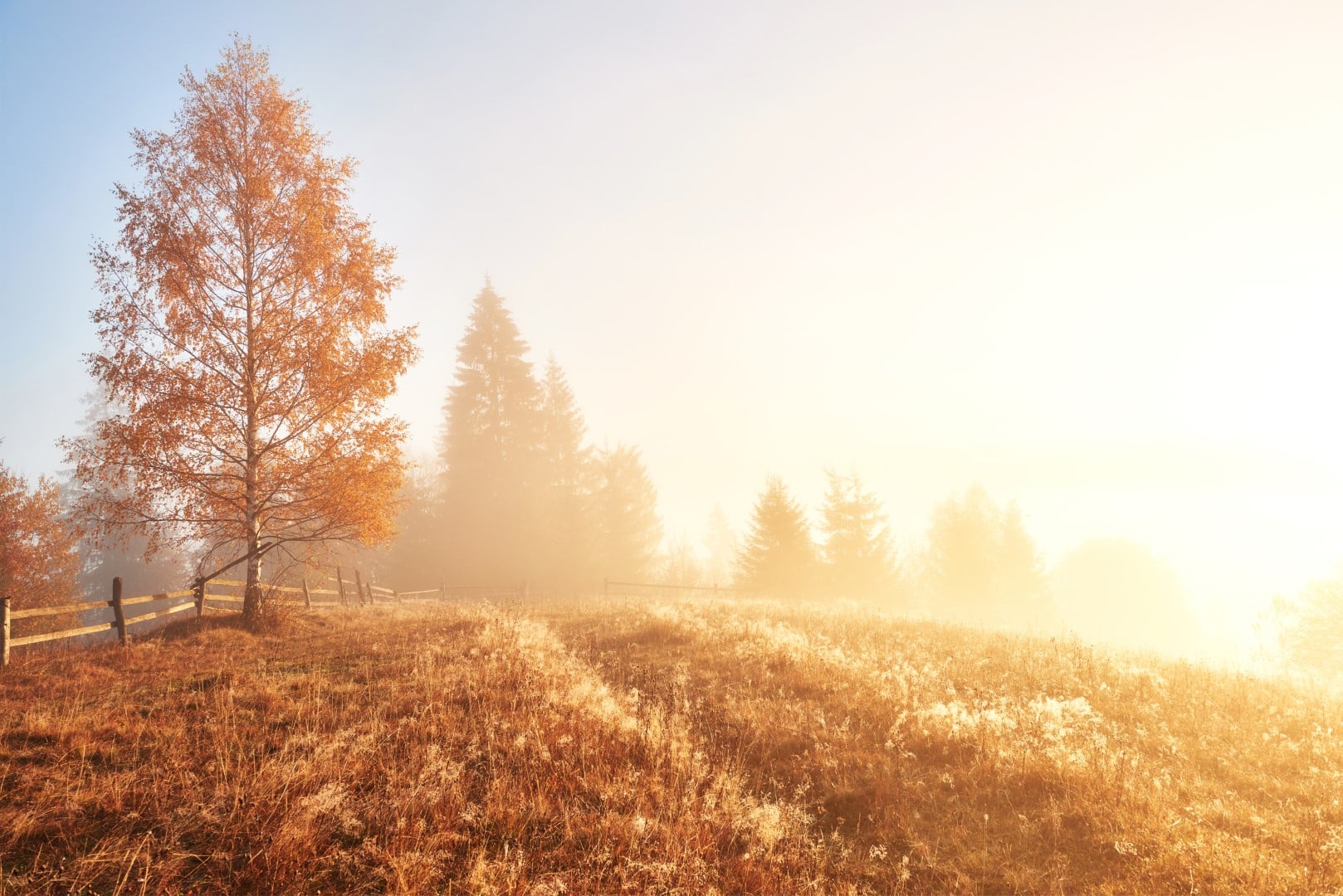 Shiny tree on a hill slope with sunny beams at mountain valley covered with fog. Gorgeous morning scene. Red and yellow autumn leaves. Carpathians, Ukraine, Europe. Discover the world of beauty.
